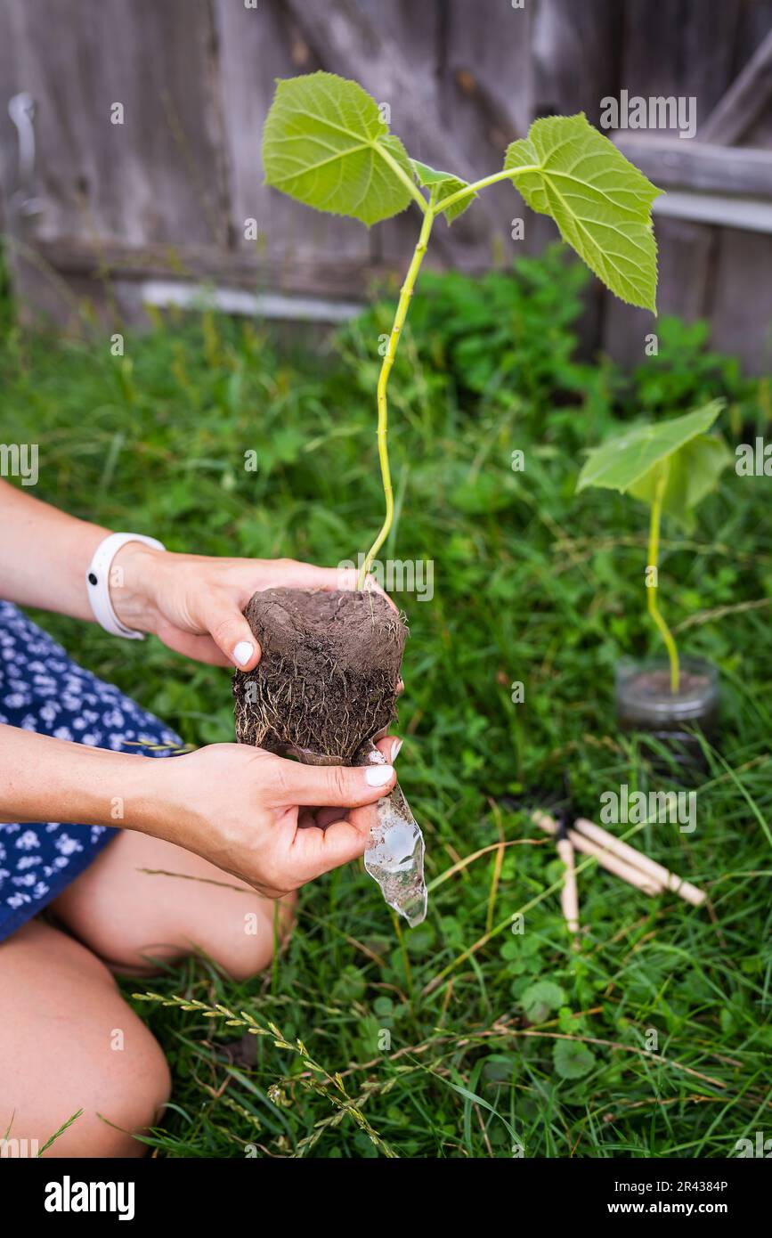 Junger grüner Papageienbaum. Blumenanbau durch einen Gärtner im