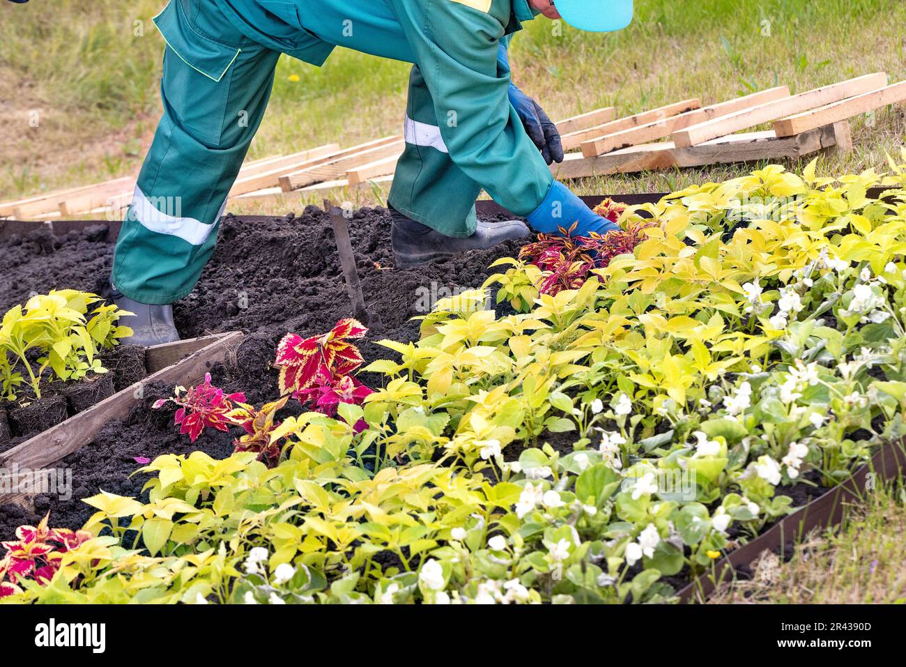 Ein Gärtner mit grünem Overall pflanzt farbenfrohe Pflanzen im Freien in den schwarzen Boden. Speicherplatz kopieren. Stockfoto