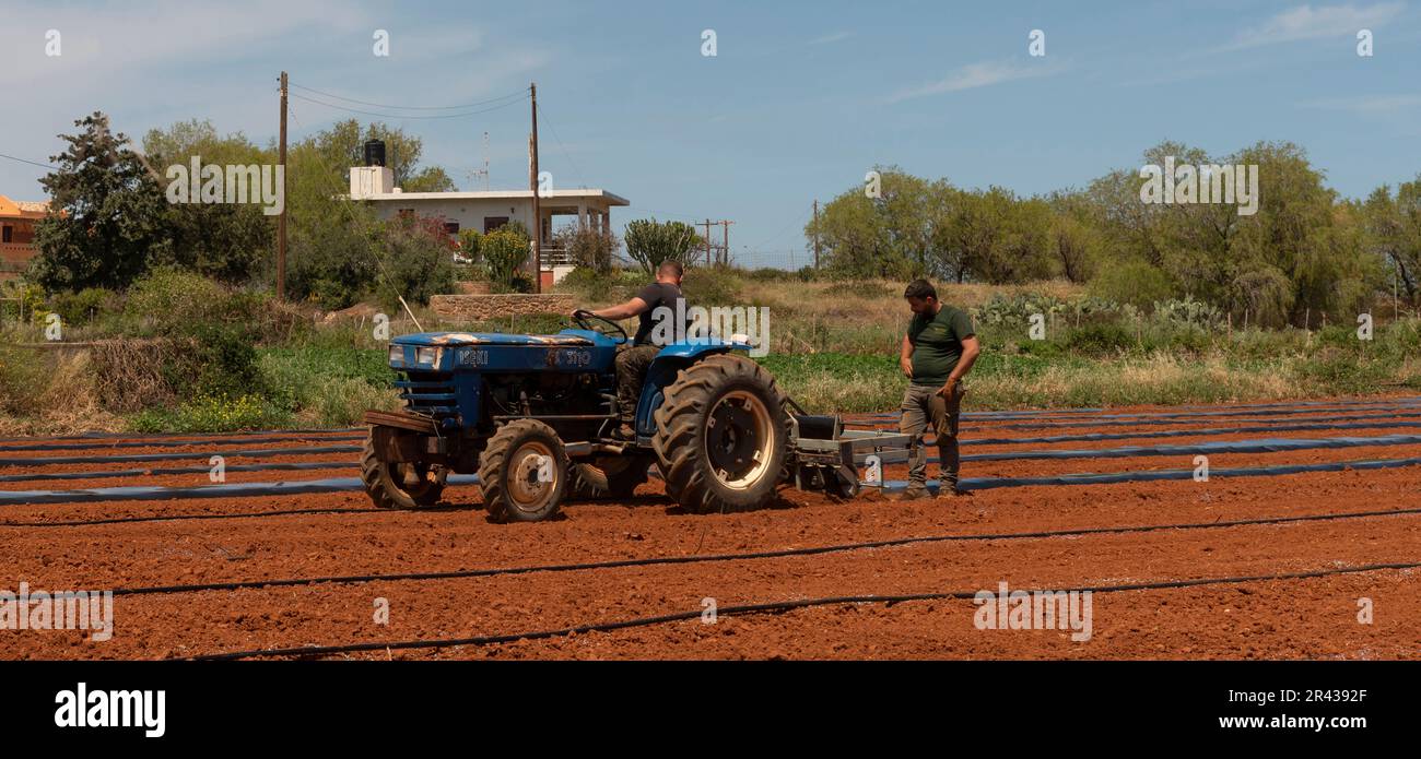 Malia, Kreta, Griechenland, Europa. 2023. Landwirtschaftliche Arbeitnehmer, die Wassermelonen anpflanzen und zum Schutz und zur Förderung des Wachstums mit schwarzem Kunststoff bedecken. Stockfoto