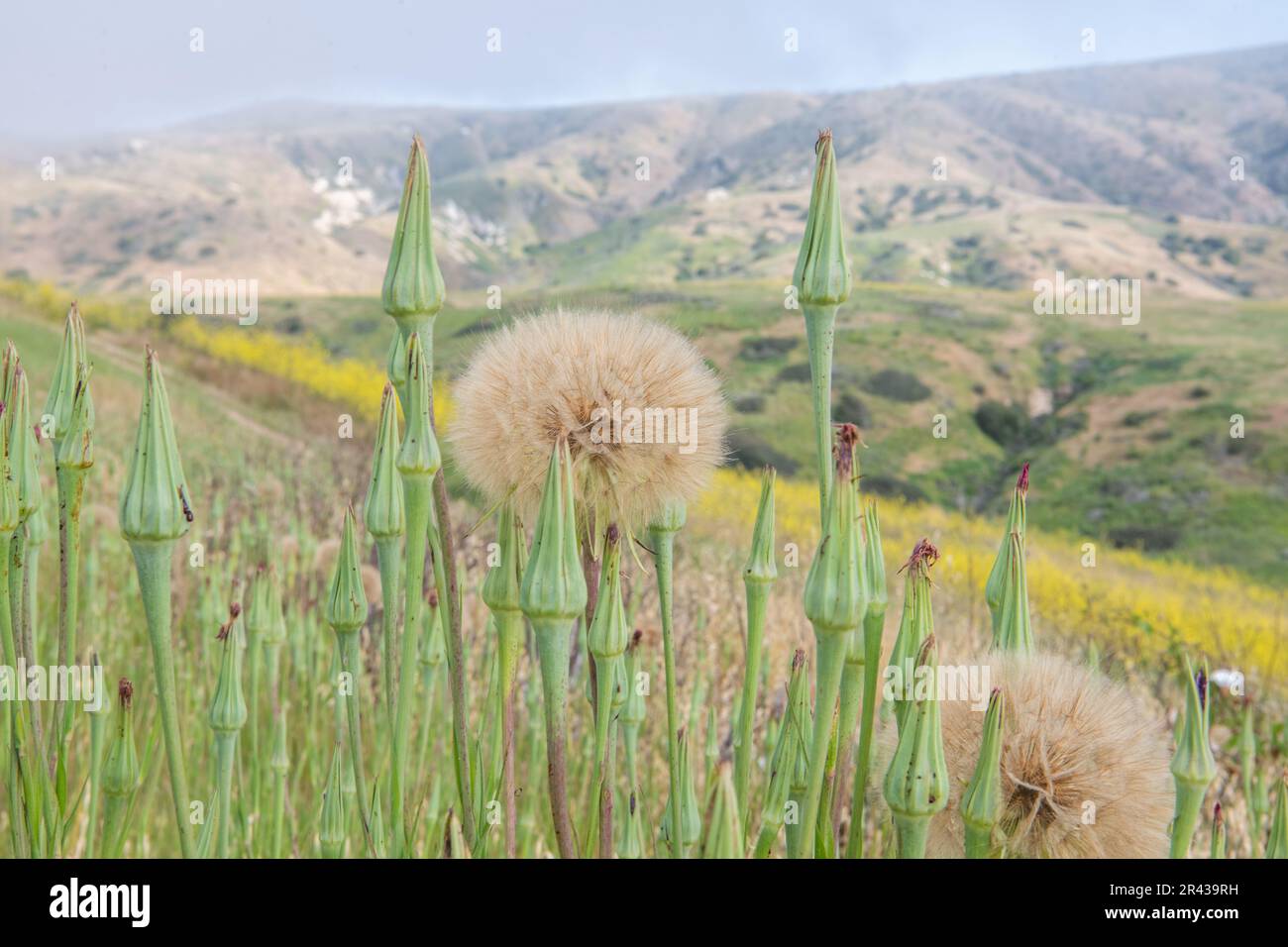 Tragopogon porrifolius (Purple salsify) auf Santa Cruz Island, Kalifornien. Die Anlage wird eingeführt und invasiv auf CA ausgeübt. Stockfoto