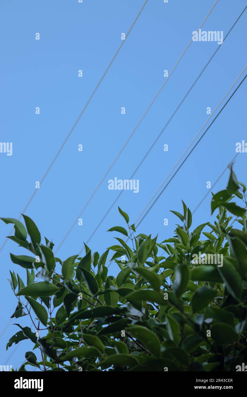 Eukalyptusäste und Drähte am blauen Himmel. Selektiver Fokus Stockfoto