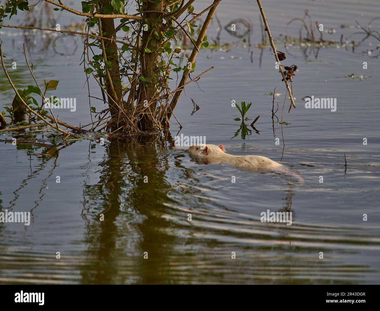 Ein Albino Nutria, Myocastor coypus, auch Coypu, ist ein großer Pflanzenfresser, Semiaquatische Nagetiere, eine invasive Art in Europa, die aus der Stockfoto