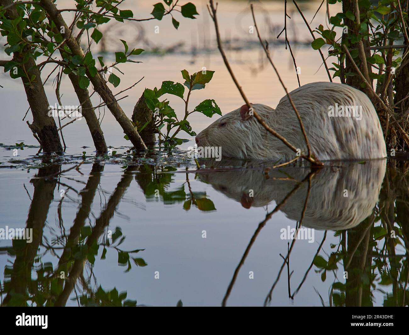 Ein Albino Nutria, Myocastor coypus, auch Coypu, ist ein großer
