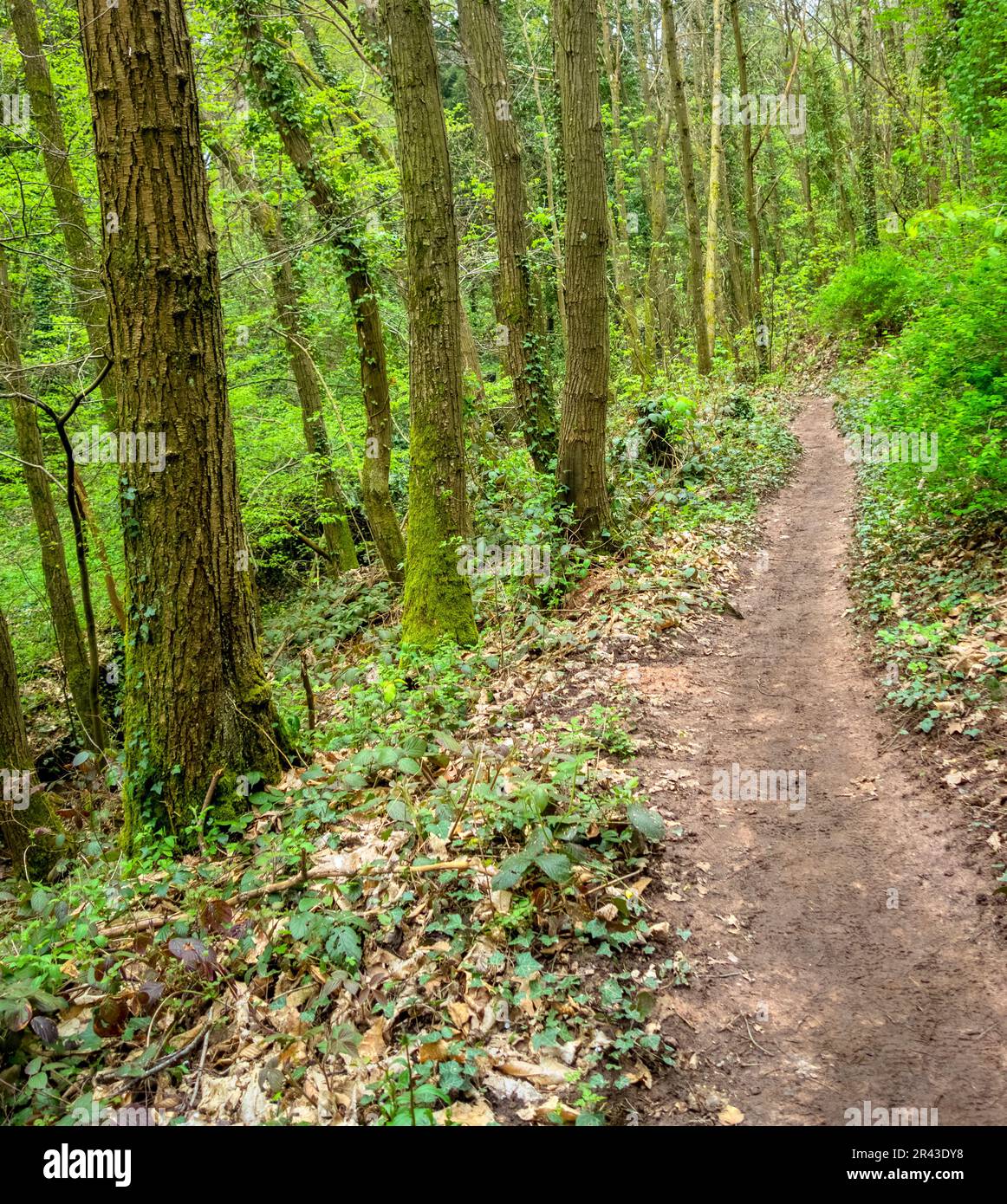 Fußweg in einem Wald rund um Sankt Martin, eine Gemeinde im Gebiet der südlichen Weinstraße in Rheinland-Pfalz in Deutschland Stockfoto