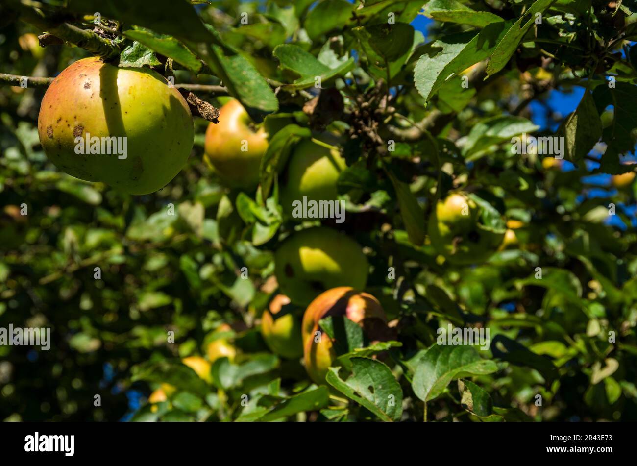 Reife Äpfel auf einem Apfelbaum auf einer Obstwiesen im Spätsommer. Stockfoto