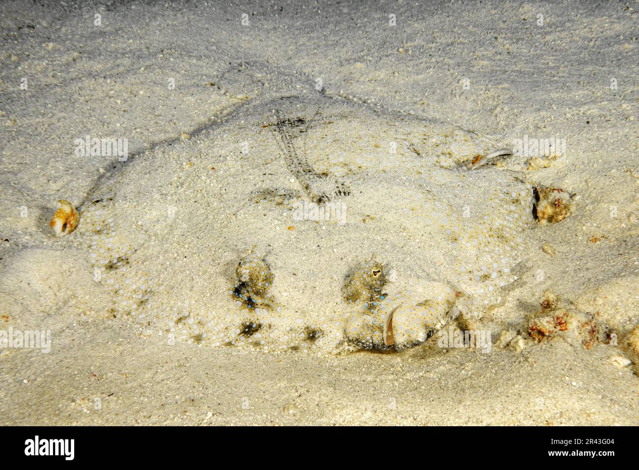 Tropische Flunder (Bothus lunatus) Plattfisch Peacock Eyebutt liegt flach auf sandigen Meeresboden-Tarndecken selbst wie Sand direkt auf den Beobachter, Indianer Stockfoto