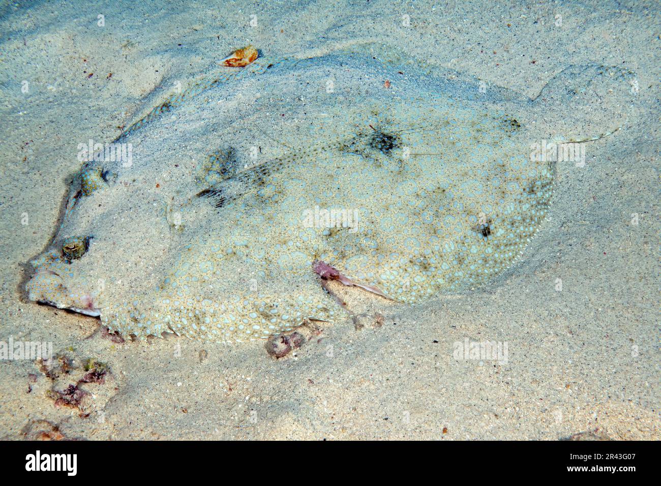 Tropischer Flunder (Bothus lunatus) Plattfisch Pfauenbutt liegt flach auf sandigen Tarnhagen wie Sand, Indischer Ozean, Maskareninseln Stockfoto
