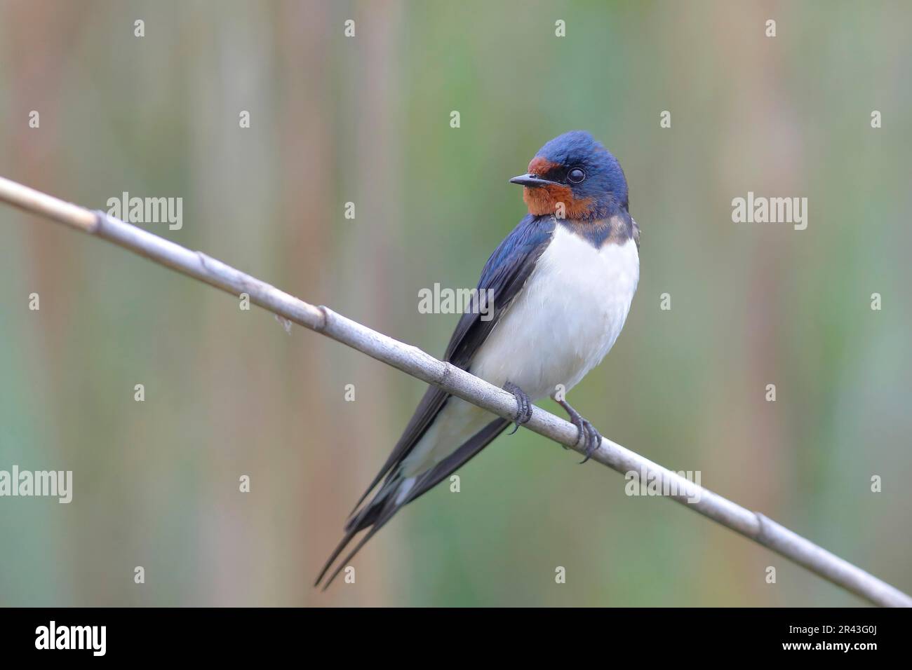 Scheune Swallow (Hirundo rustica) mit seitlichem Blick, sitzt auf Schilfstiel, Lake Neusiedl National Park, Burgenland, Österreich Stockfoto