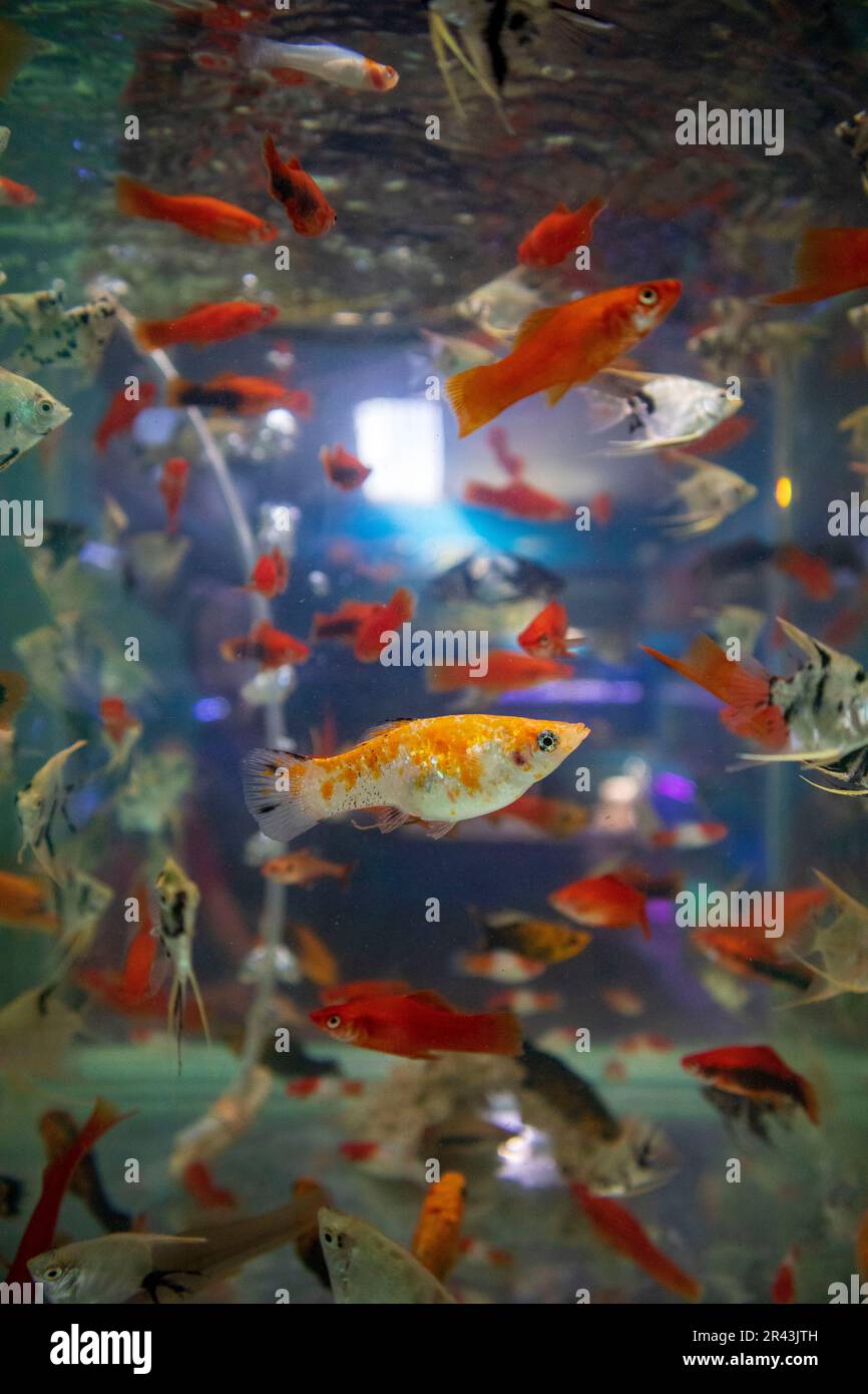 Farbenfrohe Goldfische im Süßwasseraquarium Stockfoto