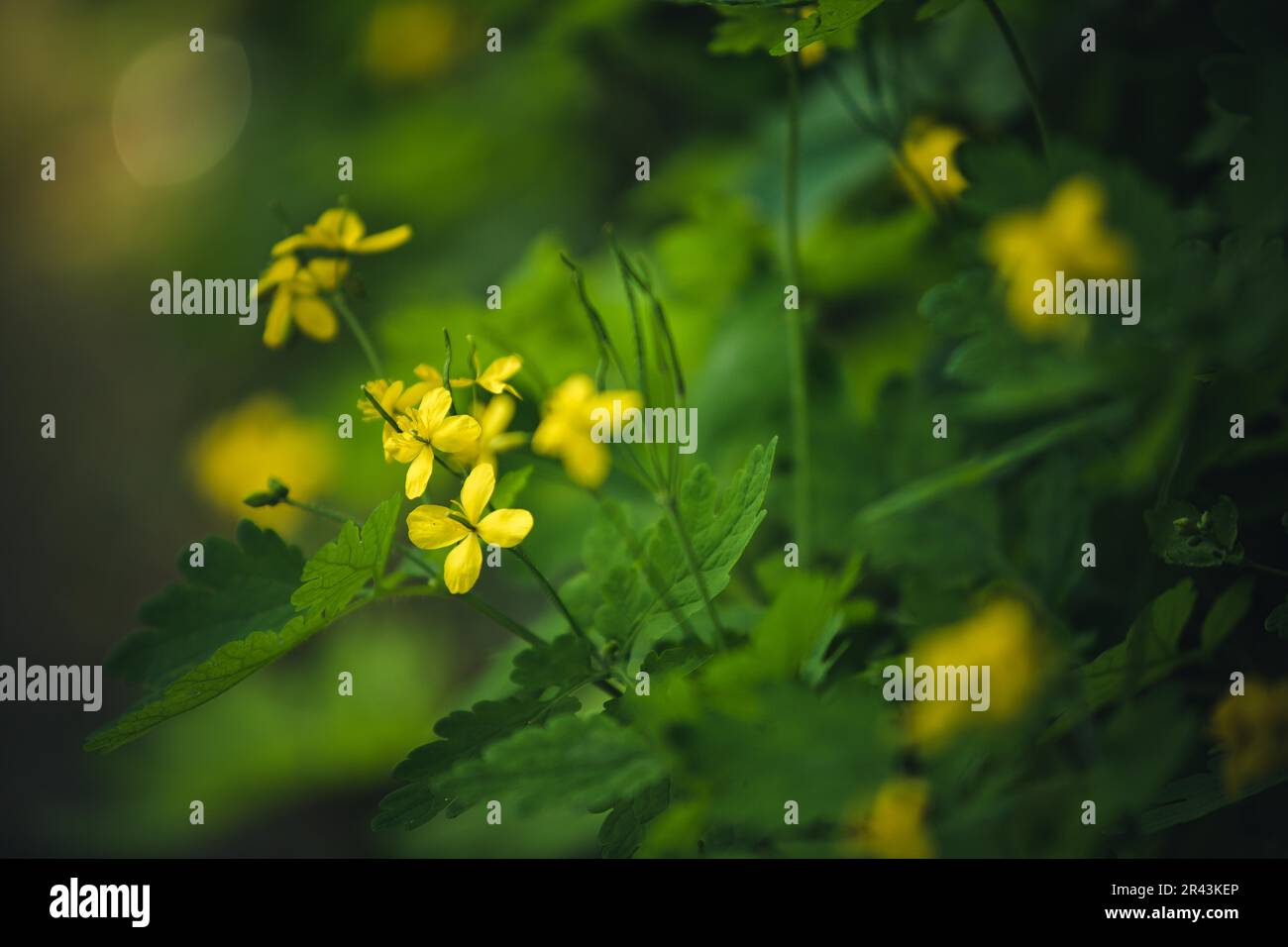 Gelbe Butterblumen auf einer Sommerwiese Stockfoto