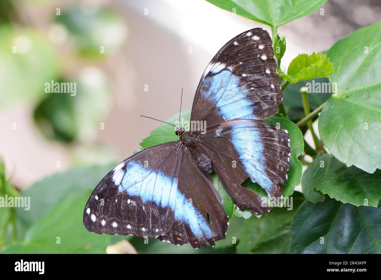 Tropischer Schmetterling: Banded Morpho (Morpho Achilles) Stockfoto