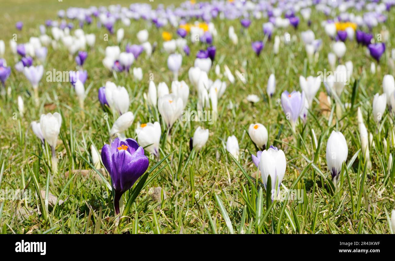 Wiese im Park voll von Krokusblüten Stockfoto