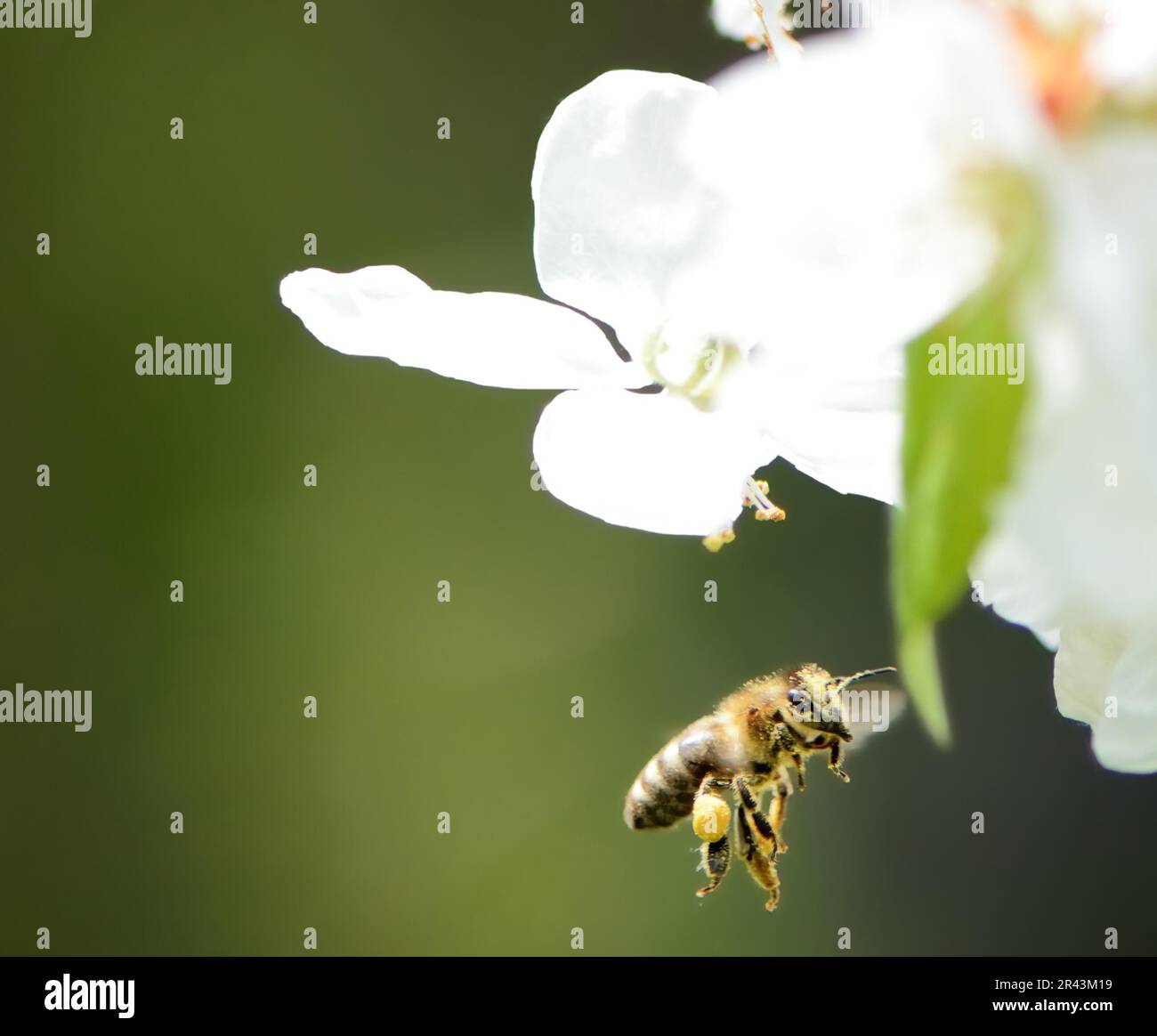 Fliegende Biene sammeln Pollen am Pfingstmontag Blüte Stockfoto