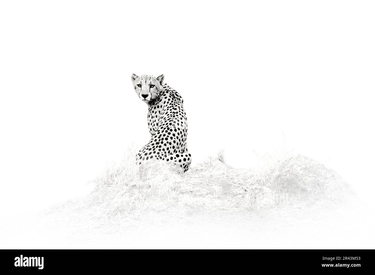 Cheetah - Schwarzweiß-Kunstfoto, Savuti, Chobe NP in Botsuana. Heiße Jahreszeit in Afrika. Afrikanischer Löwe, männlich. Botswanische Tierwelt. Cheetah, Feuer verbrannt Stockfoto