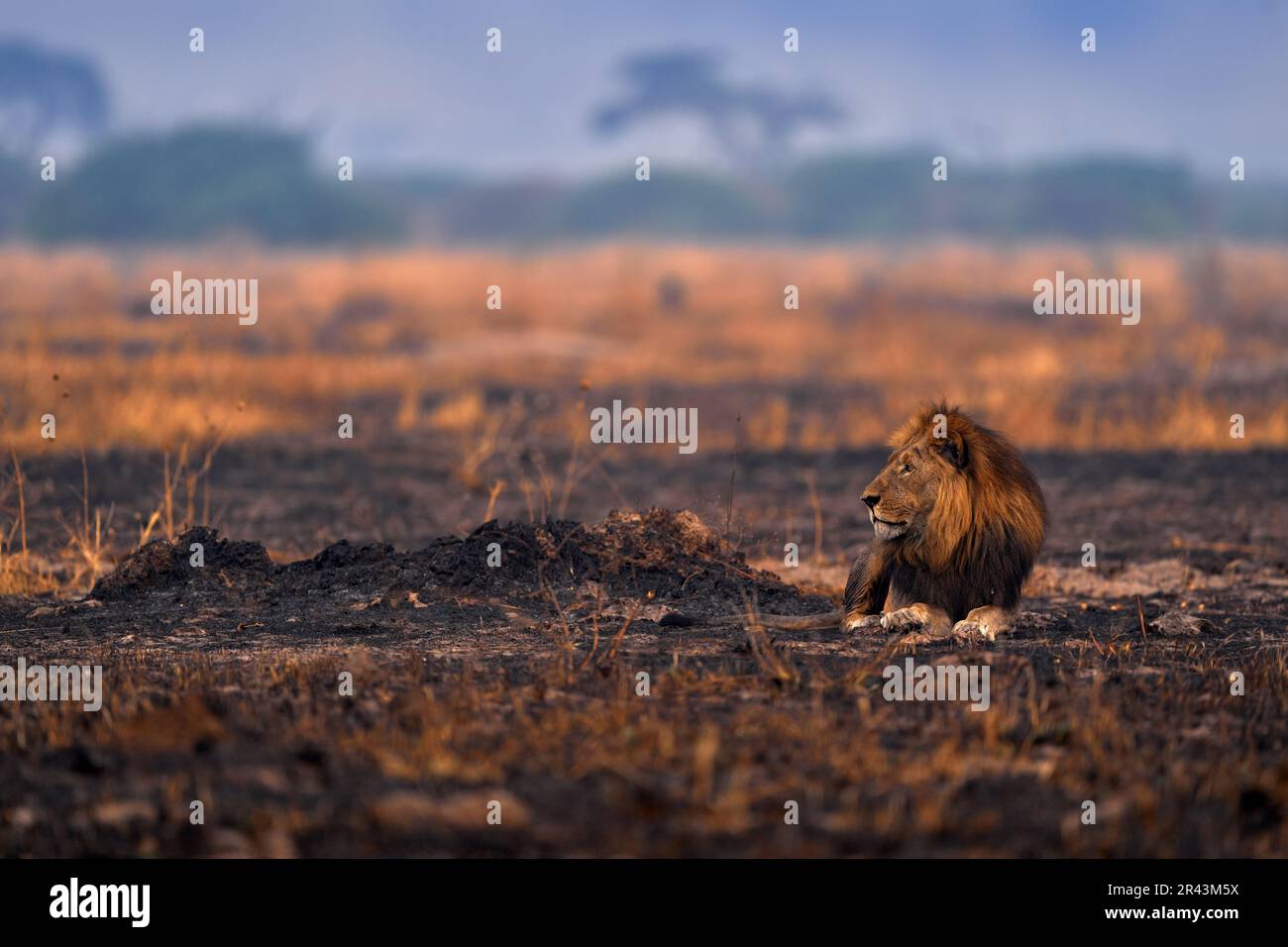Löwe, Feuer verbrannt zerstörte Savanne. Tier im Feuer verbrannt Ort, Löwe in der schwarzen Asche und Asche liegen und Asche, Savuti, Chobe NP in Botswana. Heiße Jahreszeit in Stockfoto