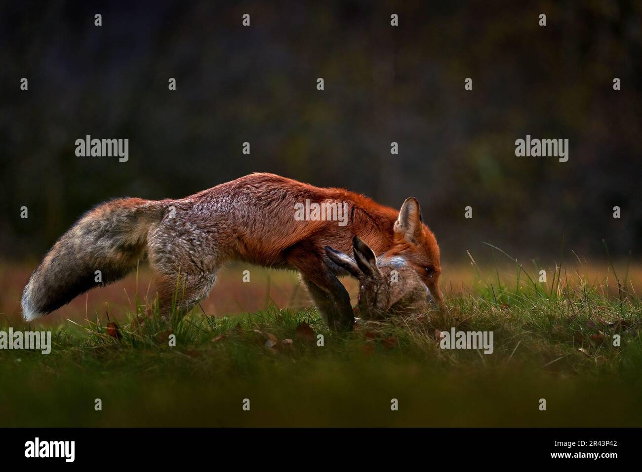 Fuchshasen im Waldnedow, Vysocina in der Tschechischen Republik, Europa. Natur der Tierwelt. Das Fütterungsverhalten von Tieren im Naturlebensraum. Süßer Rotfuchs Stockfoto