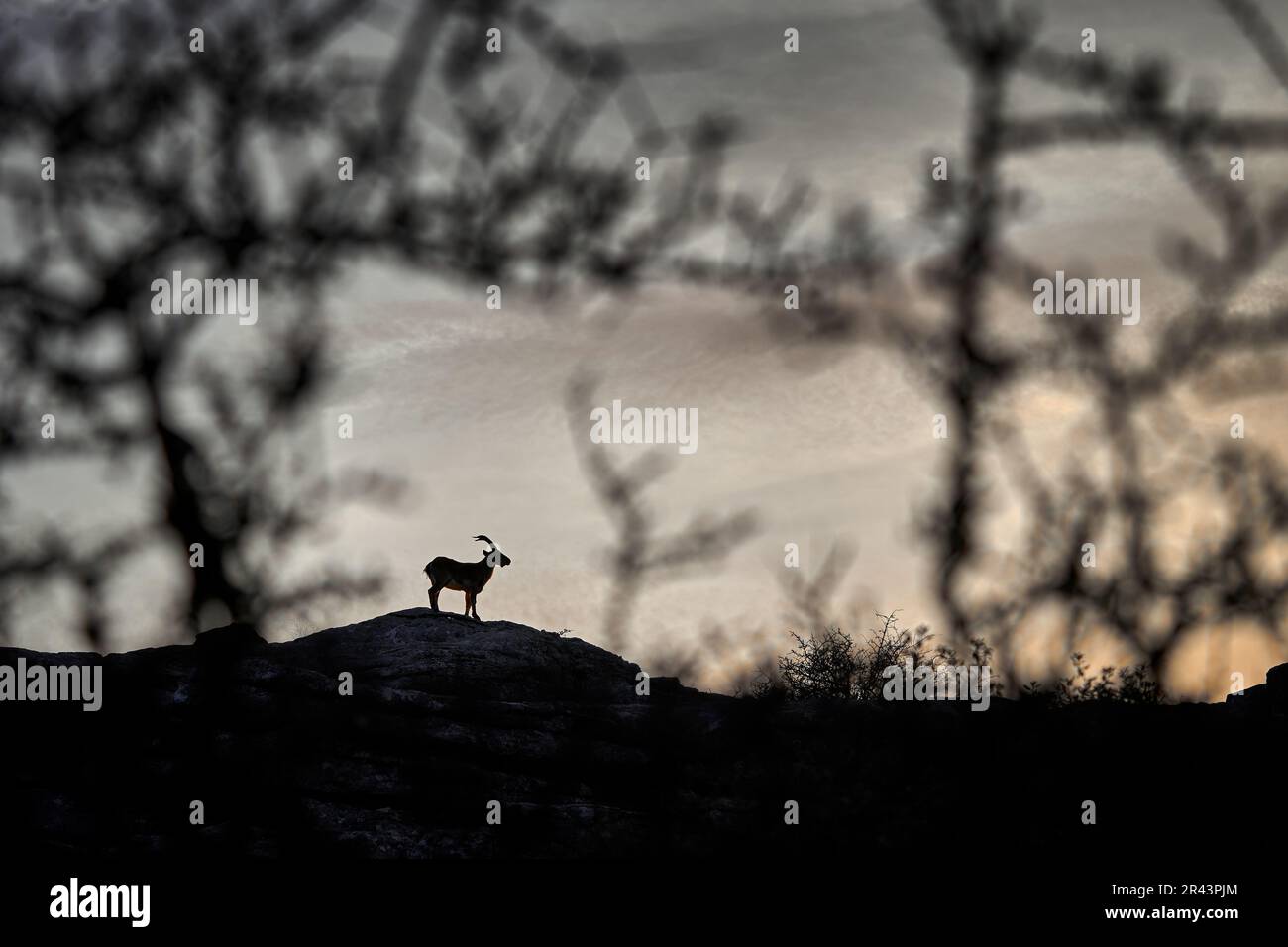 Spanische Tierwelt. Iberischer Steinbock, Capra pyrenaica, Wildziege im Naturgebiet, Naturschutzgebiet El Torcal de Antequera in Andalusien, Spanien. Spanische ibe Stockfoto