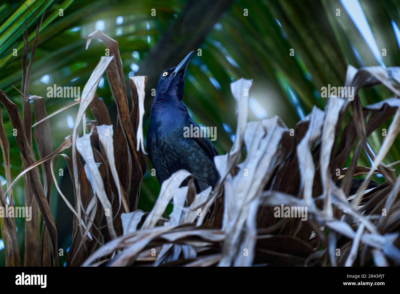 Quiscalus mexicanus, Schwanzgrackle, gewöhnlicher Vogel aus Mittelamerika. Wildlife-Szene aus der Natur. Seegras in der Nähe des Wassers mit Tier. Schwarz Stockfoto