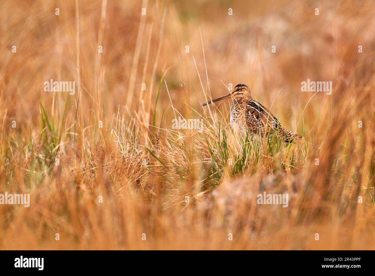 Gemeiner Spitzel, Gallinago Gallinago, stumpfe Wader aus Europa, versteckt im Gras. Snipe auf der Wiese in Brdy Mountain, Tschechische Republik. Rein mit dir Stockfoto