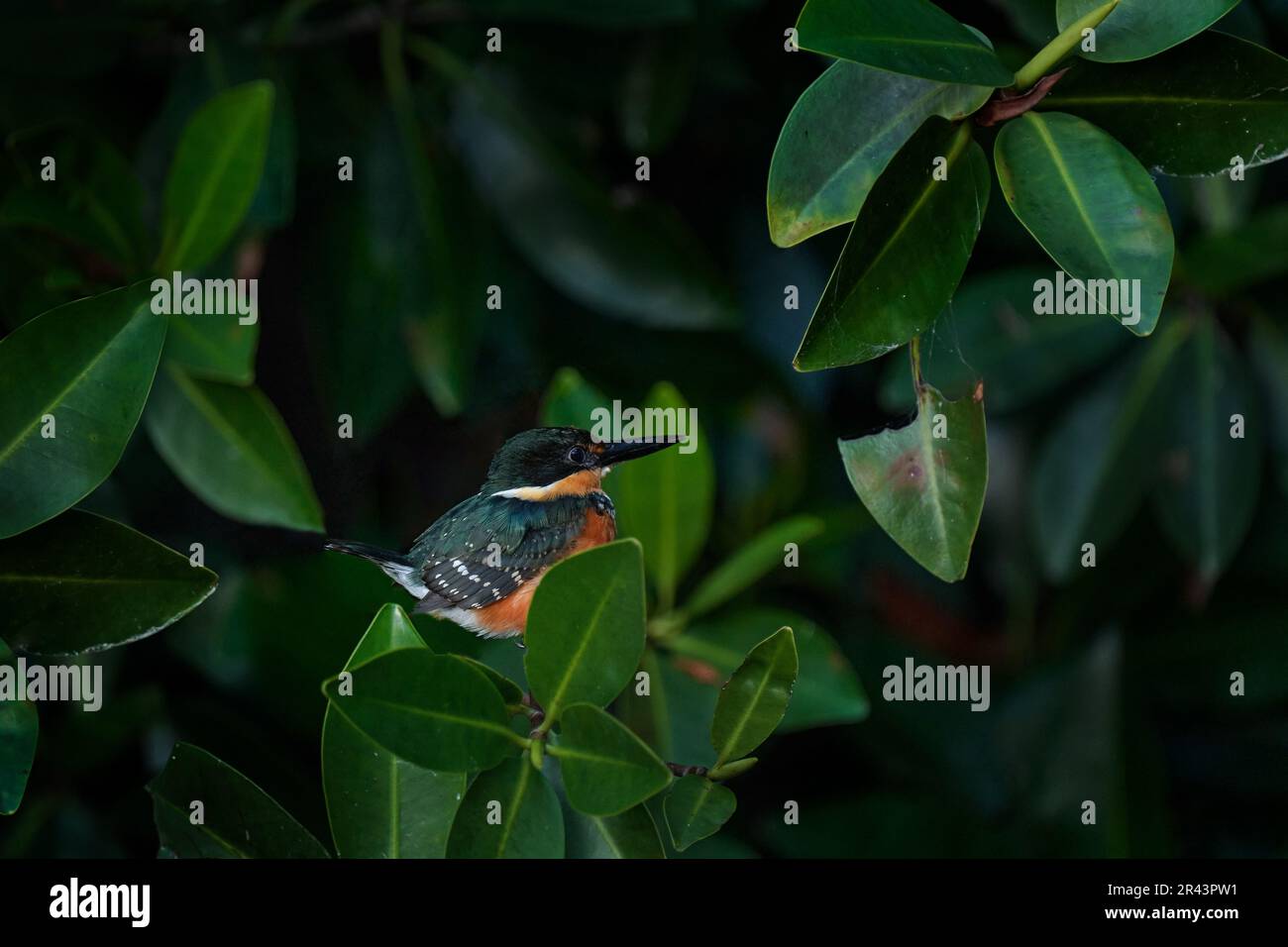 Mexikanische Tierwelt. Amerikanischer Zwergfischer, Chloroceryle aenea, am Wasser. Grüner und orangefarbener Vogel sitzt auf dem grünen Mangrovenzweig. Kingfisher Stockfoto