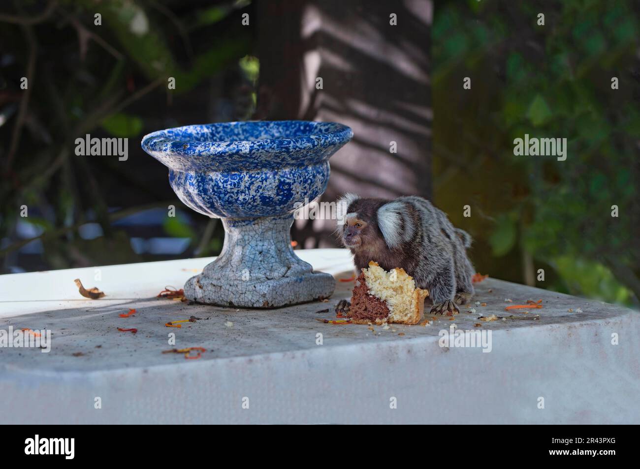 Marmoset (Callithrix jacchus), Affen, Krallenaffen, Primaten, Säugetiere, Tiere, gewöhnliches Marmoset, das Brot auf einem Tisch isst, Rio de Janeiro Stockfoto