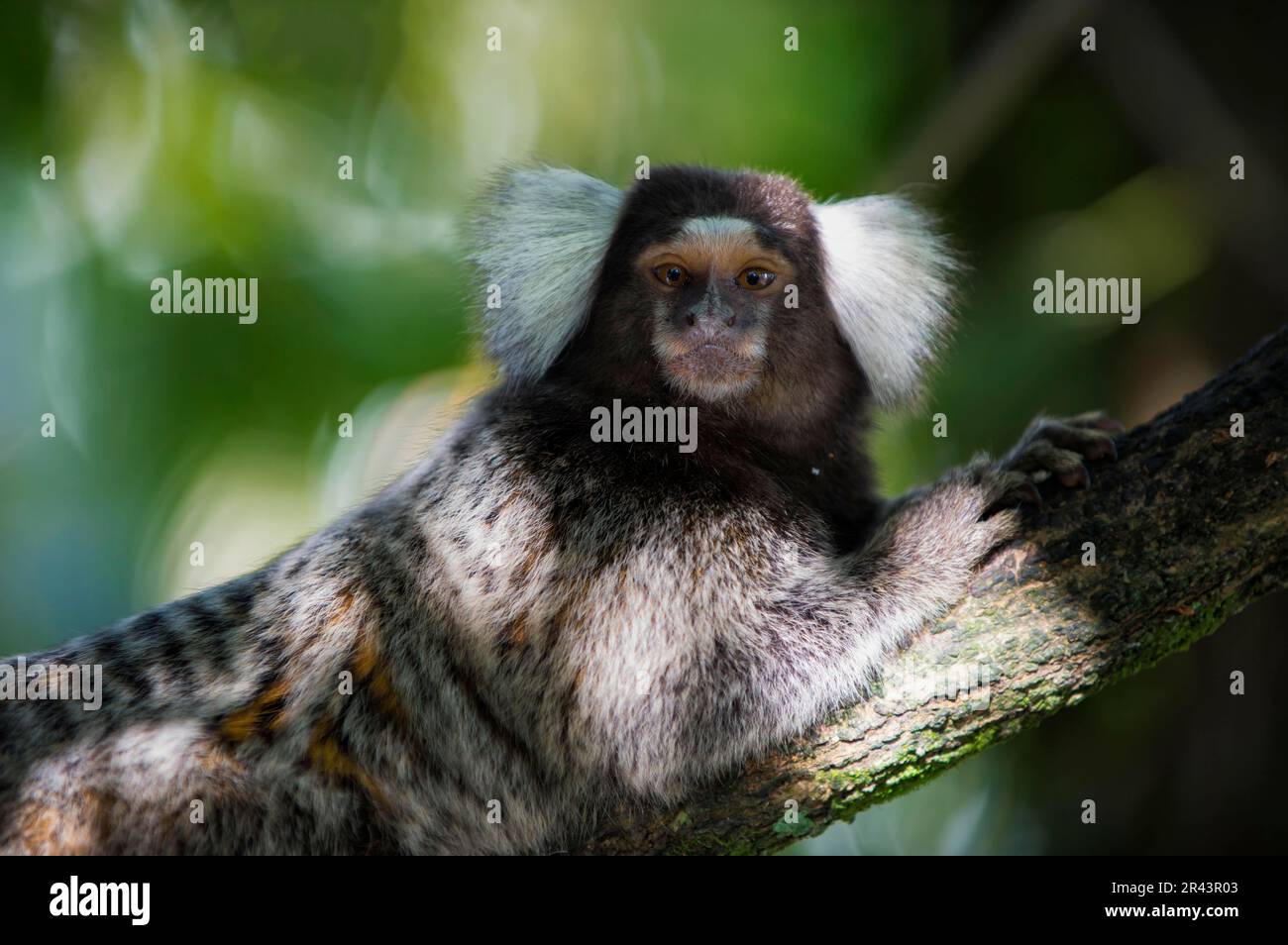 Marmoset (Callithrix jacchus), Affen, Krallenaffen, Primaten, Säugetiere, Tiere, Gemeine Marmoset, Rio de Janeiro, Brasilien Stockfoto