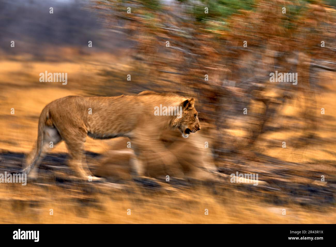 Künstlerisches Foto, Bewegungsunschärfe - Löwe. Botswanische Tierwelt. Löwe, Feuer brannte, zerstörte Savanne. Tier in Feuer verbrannter Ort, Löwe liegt in schwarzer Asche A. Stockfoto