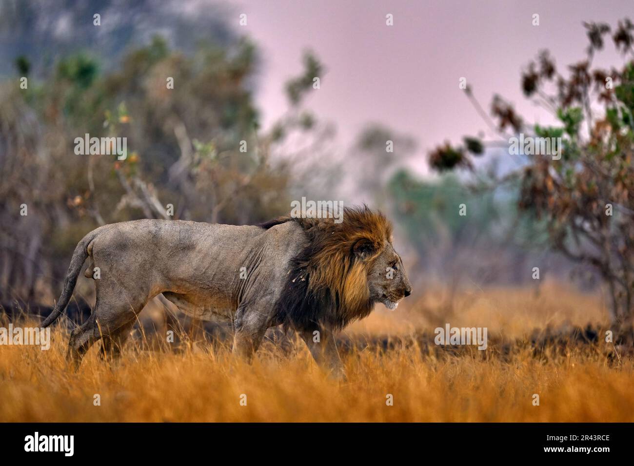 Afrikanischer Löwe, männlich. Botswanische Tierwelt. Löwe, Feuer verbrannt zerstörte Savanne. Tier im Feuer verbrannte Stelle, Löwe in der schwarzen Asche und Asche liegend, Savu Stockfoto