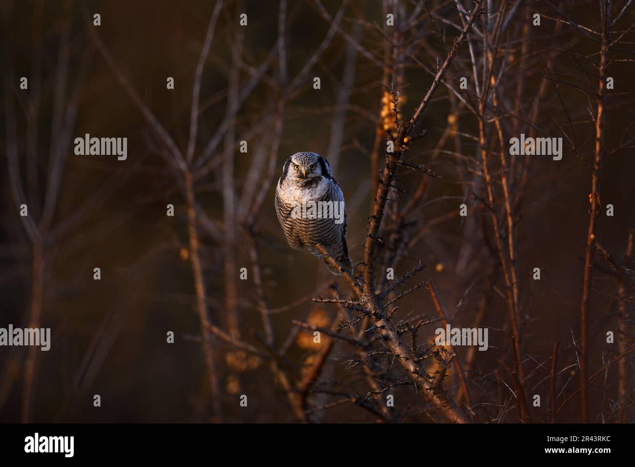 Habichtskauz, Surnia ulula, versteckt in Kiefern. Hawk Eule rosa violett Dämmerung Nacht. Winterwildleben in Schweden. Blizzard mit niedlichen Eule mit gelben Augen. Stockfoto