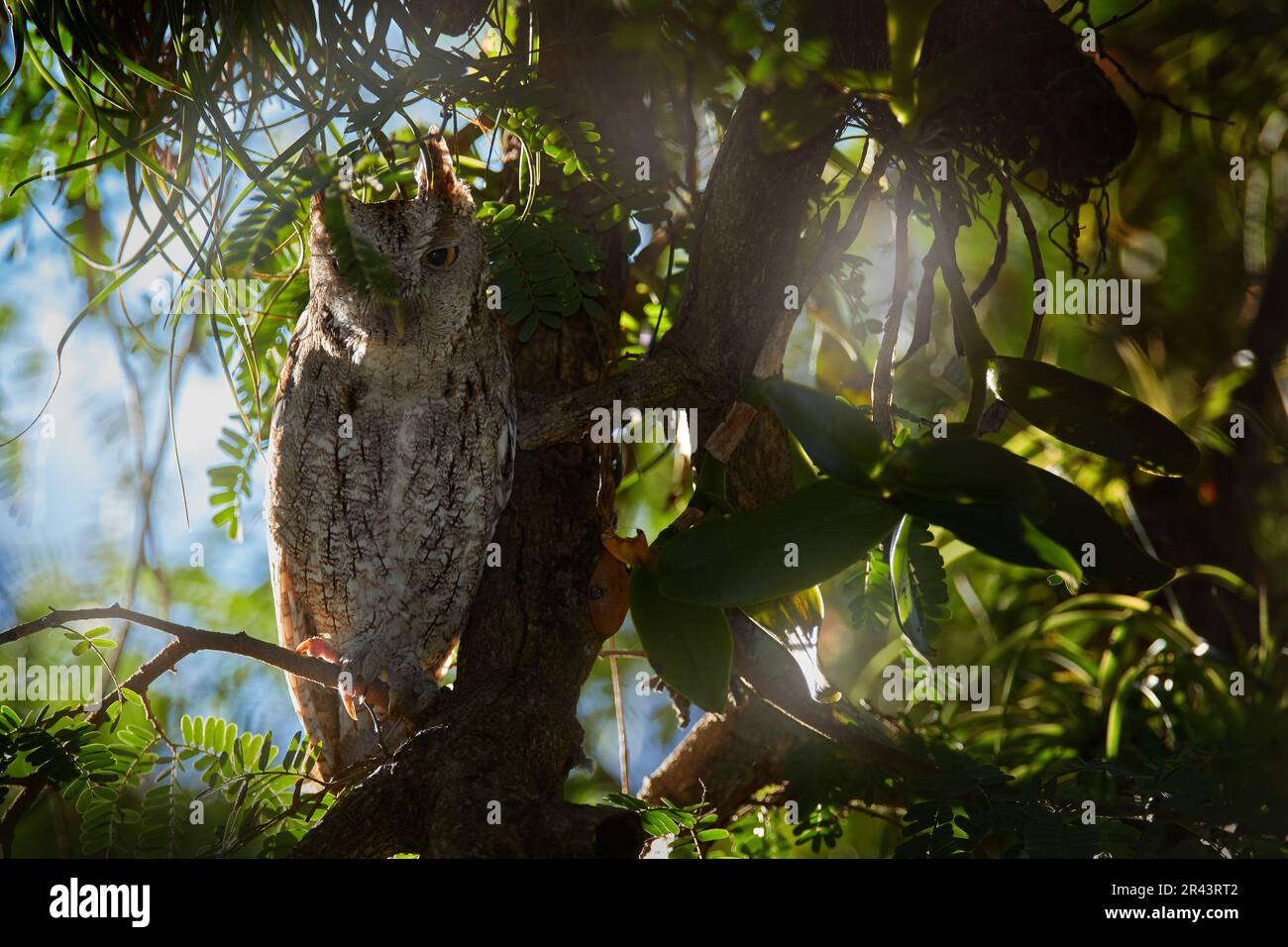 Verborgene Pazifikeule, Megascops cooperi, im natürlichen Lebensraum, im Wald, Costa Rica. Komisches Bild aus der Natur. Stockfoto