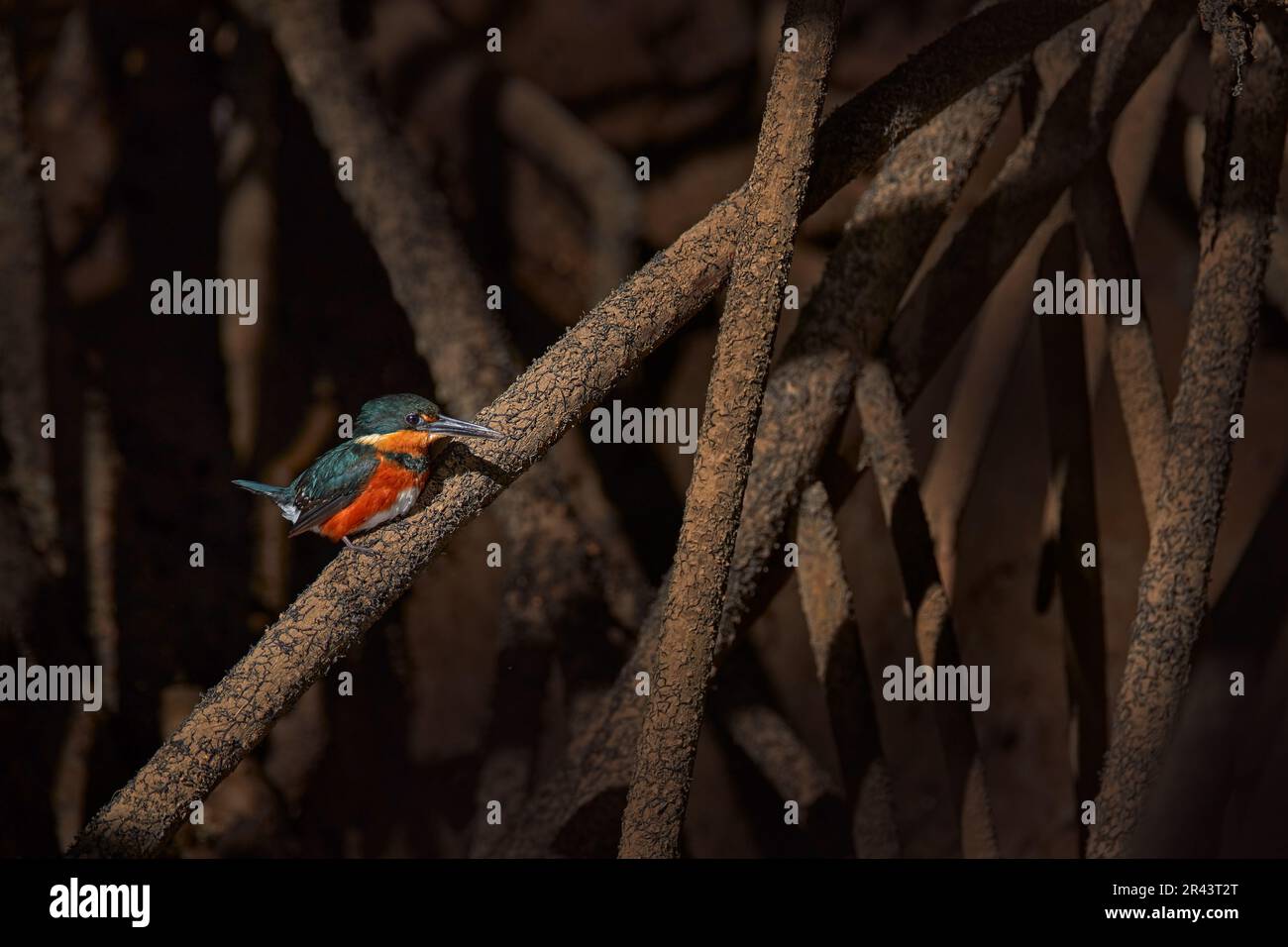 Mexikanische Tierwelt. Amerikanischer Zwergfischer, Chloroceryle aenea, am Wasser. Grüner und orangefarbener Vogel sitzt auf dem grünen Mangrovenzweig. Kingfisher Stockfoto