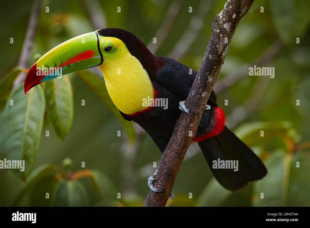 Mexikanische Tierwelt. Kielschnabel-Toucan, Ramphastos sulfuratus, Vogel mit großem Schein, der auf einem Ast im Wald sitzt, Yucatan. Naturreisen im Zentrum von Ame Stockfoto