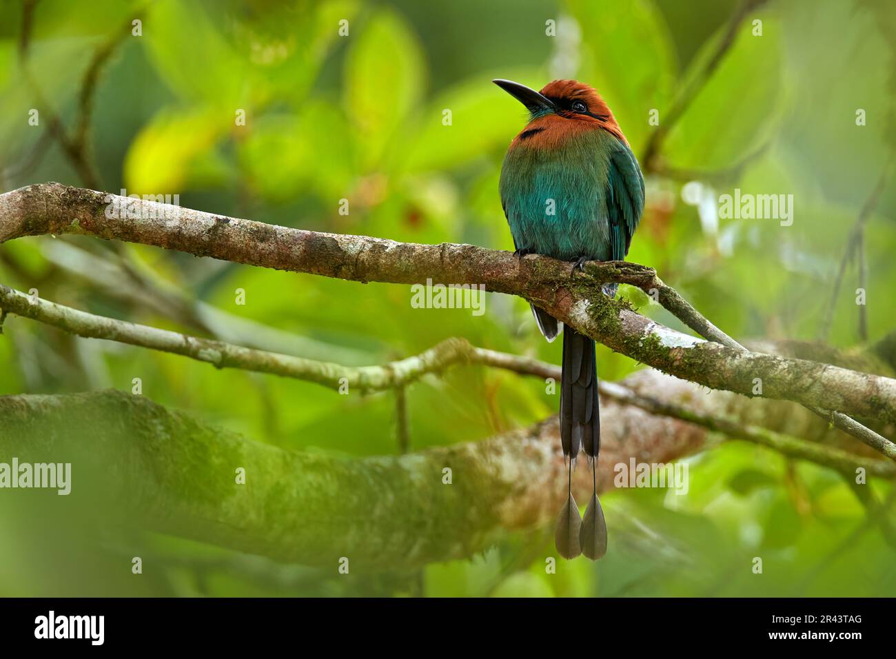 Breitschattenmot, Electron platyrhynchum, Porträt eines schönen großen Vogels in wilder Natur, schöner bunter Waldhintergrund, Kunstblick, Costa Rica. Stockfoto