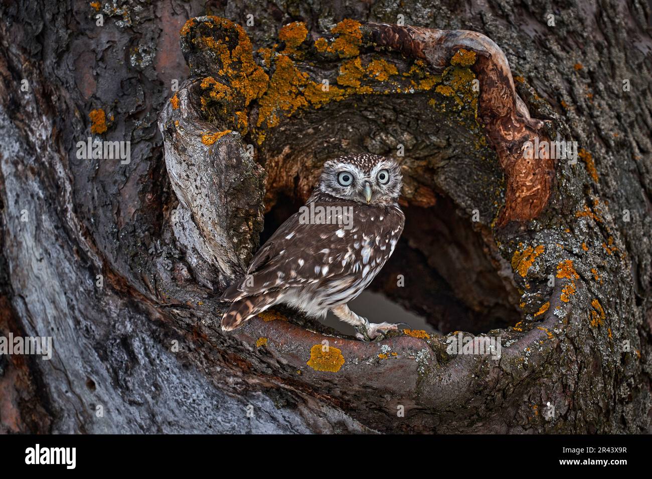 Kleine Eule im Baumnest, Wald in Europa, Porträt eines kleinen Vogels in der Natur, Spanien. Ein Nistloch mit einer kleinen Eule, Athene noctua. Stockfoto