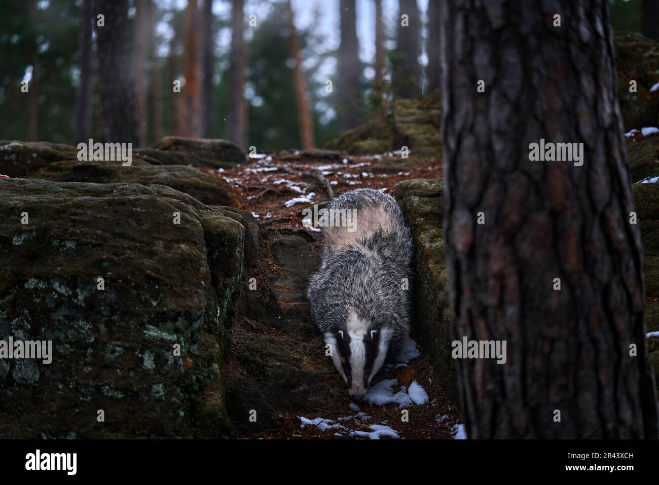 Dachs im Steinwald, Deutschland, Europa Wildtiere. Europäischer Dachs, Meles meles, grauer Blach-Pelzmantel im Lebensraum, moosiger Stein mit Bäumen. Nat Stockfoto