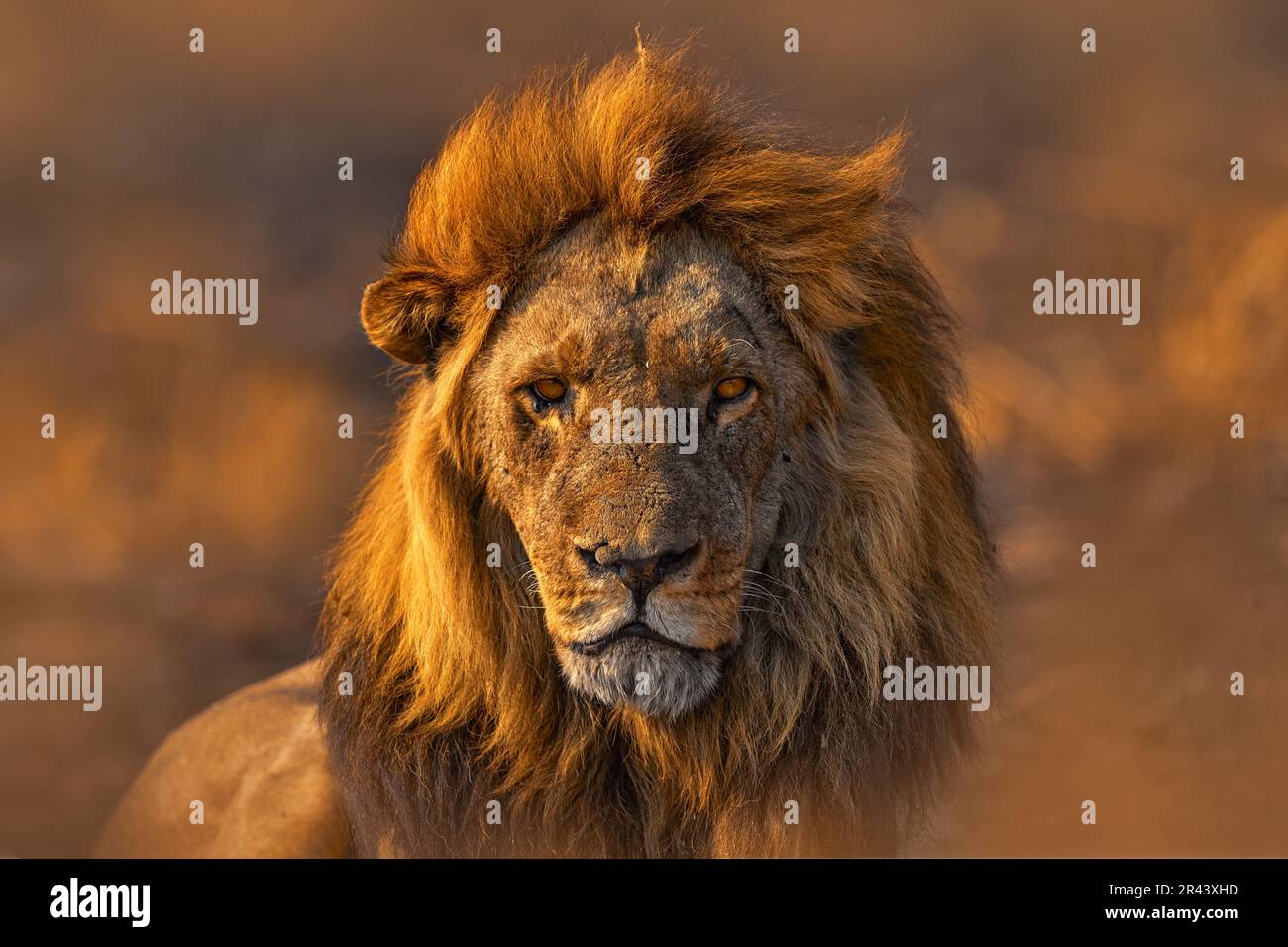 Afrikanischer Löwe, männlich. Botswanische Tierwelt. Löwe, Feuer brannte, zerstörte Savanne. Tier in Feuer verbrannter Ort, Löwe liegt in der schwarzen Asche und Asche, Savut Stockfoto