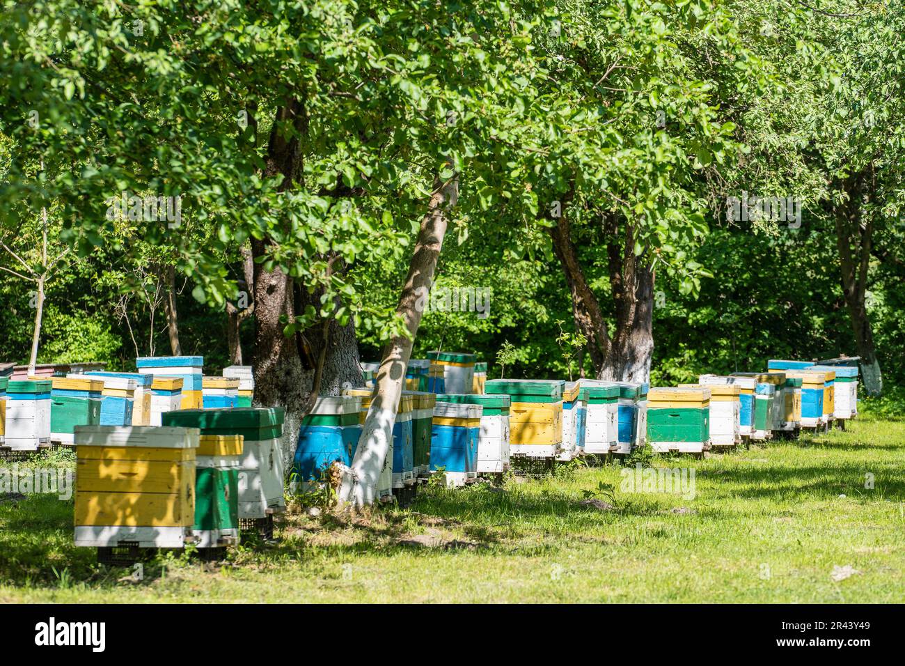 Viele Holzbienenstöcke im Frühlingsgarten im Bienenhaus, um Honig zu sammeln. Eine Reihe bunter Bienenstöcke auf einem kleinen, geschlossenen Bereich Stockfoto