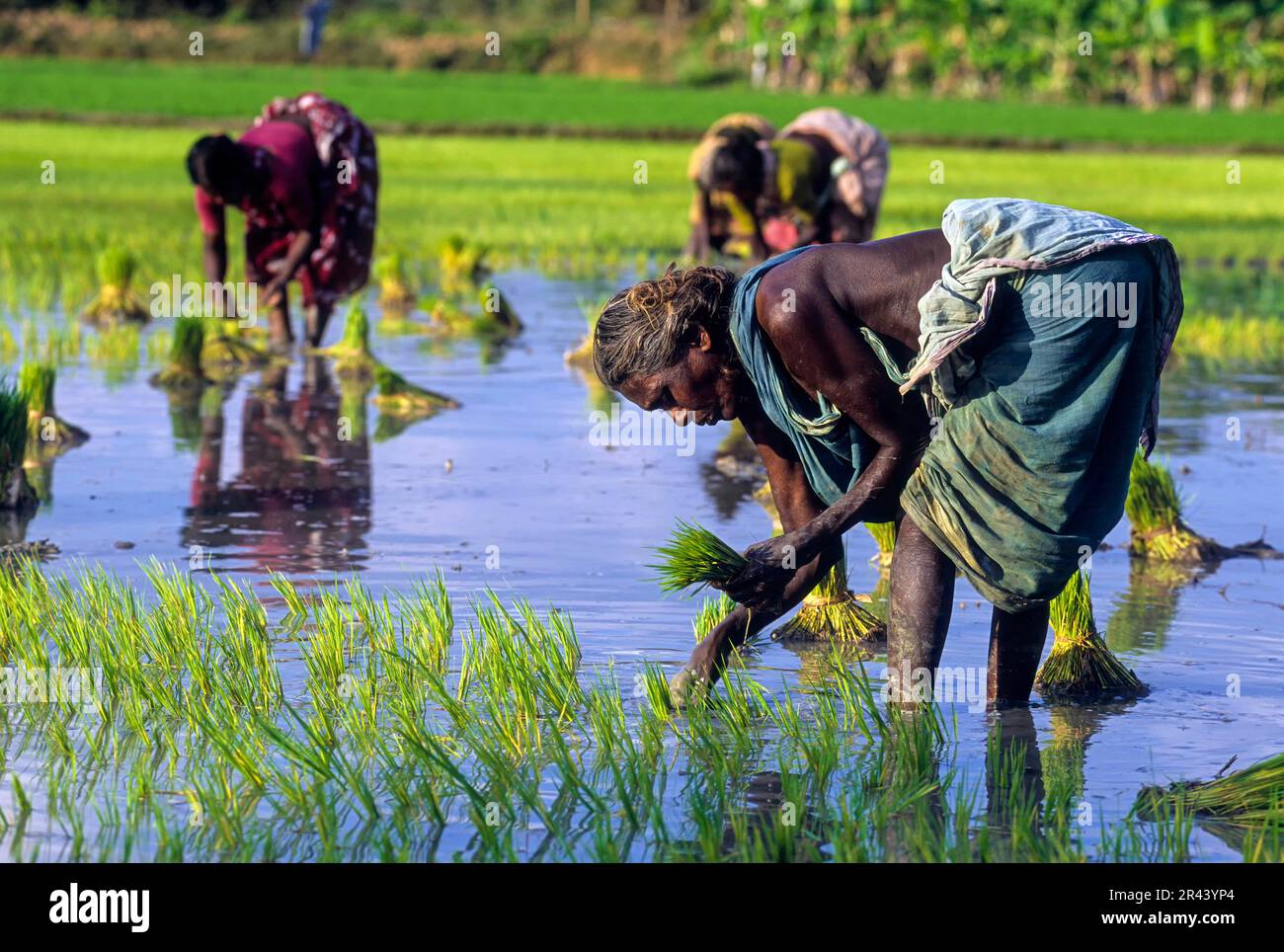 Eine alte Frau, die Reis transplantiert (Oryza sativa) Tamil Nadu, Südindien, Indien, Asien Stockfoto