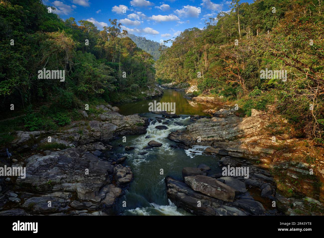 Madagaskar, tropische Berglandschaft am Fluss. Bäume über dem Fluss Namorana, Ranomafana NP, Madagaskar. Reisen Sie durch den Dschungel Afrikas. Sonniger Tag in der Natur, Stockfoto