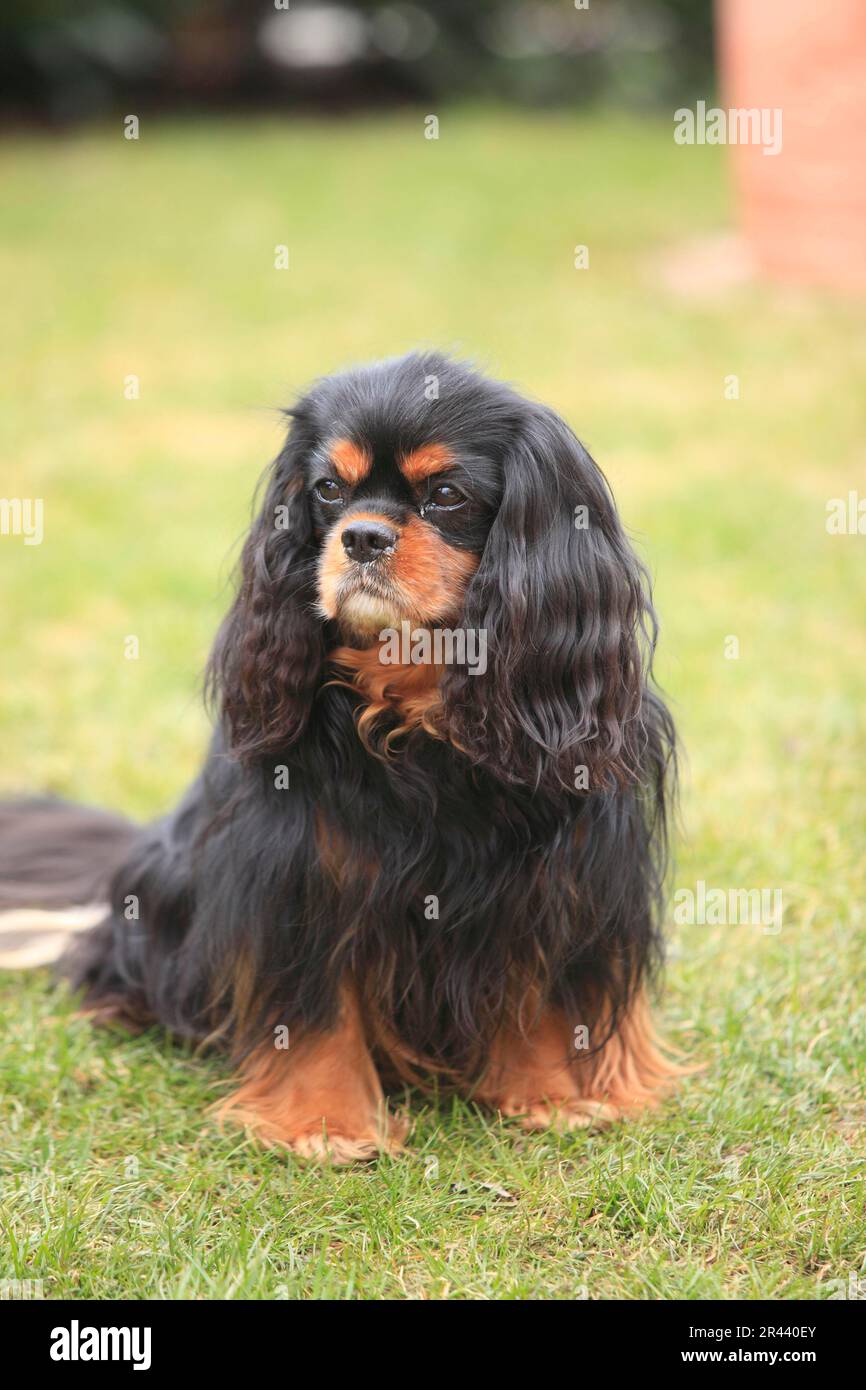 Kavalier König Charles Spaniel, schwarz-braun, 9 Jahre alt Stockfoto