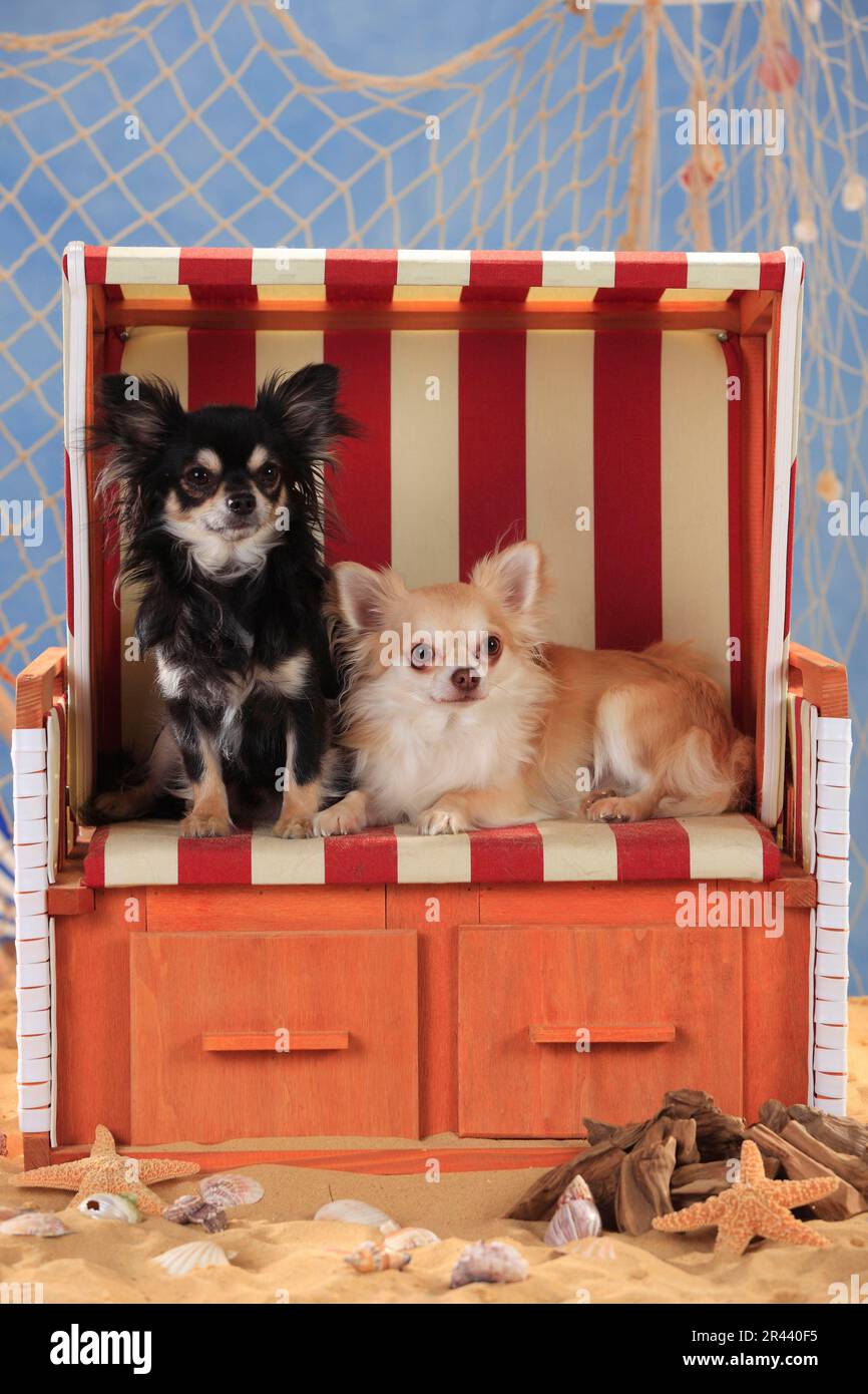 Chihuahuas, Langhaarig, isabell und schwarz-cremeweiß Stockfoto
