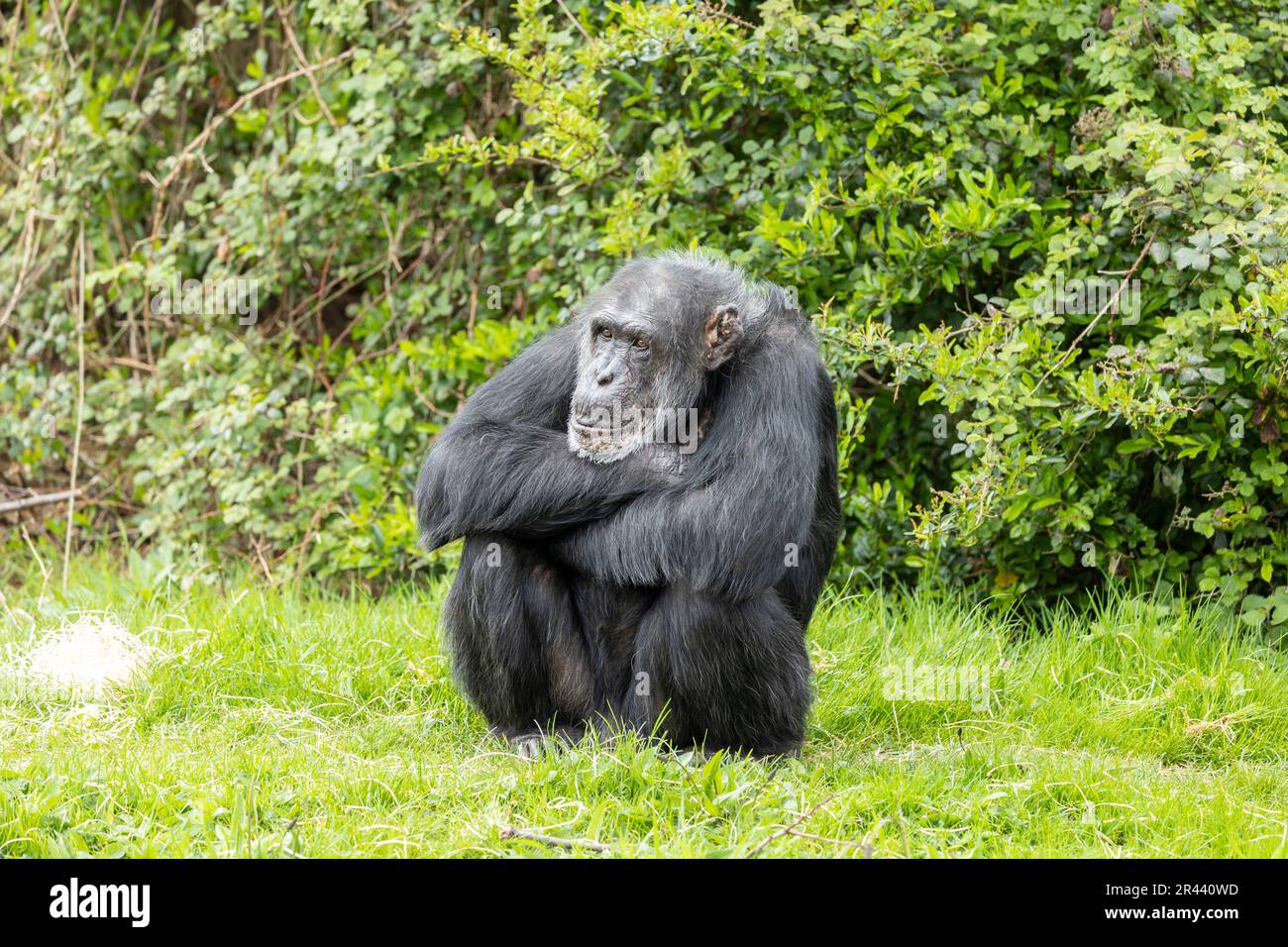 Während er darauf wartete, gefüttert zu werden, saß dieser Gefangene Schimpanse und wartete geduldig, bis das Essen kam. Stockfoto