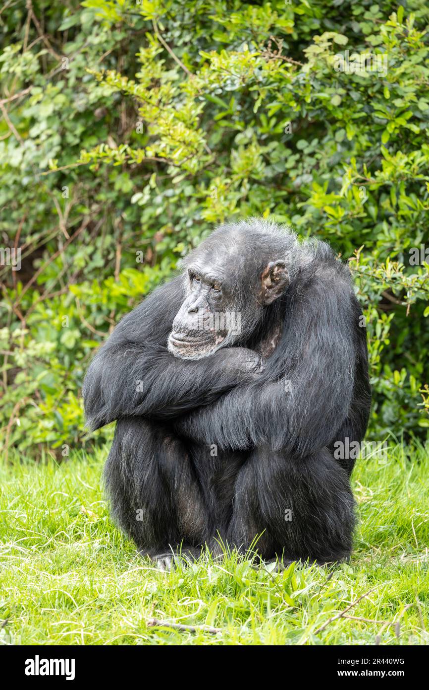 Während er darauf wartete, gefüttert zu werden, saß dieser Gefangene Schimpanse und wartete geduldig, bis das Essen kam. Stockfoto