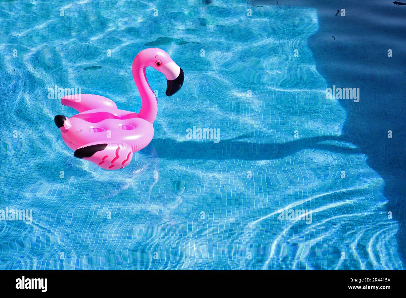 Flamingo schwimmt im Pool. Stockfoto