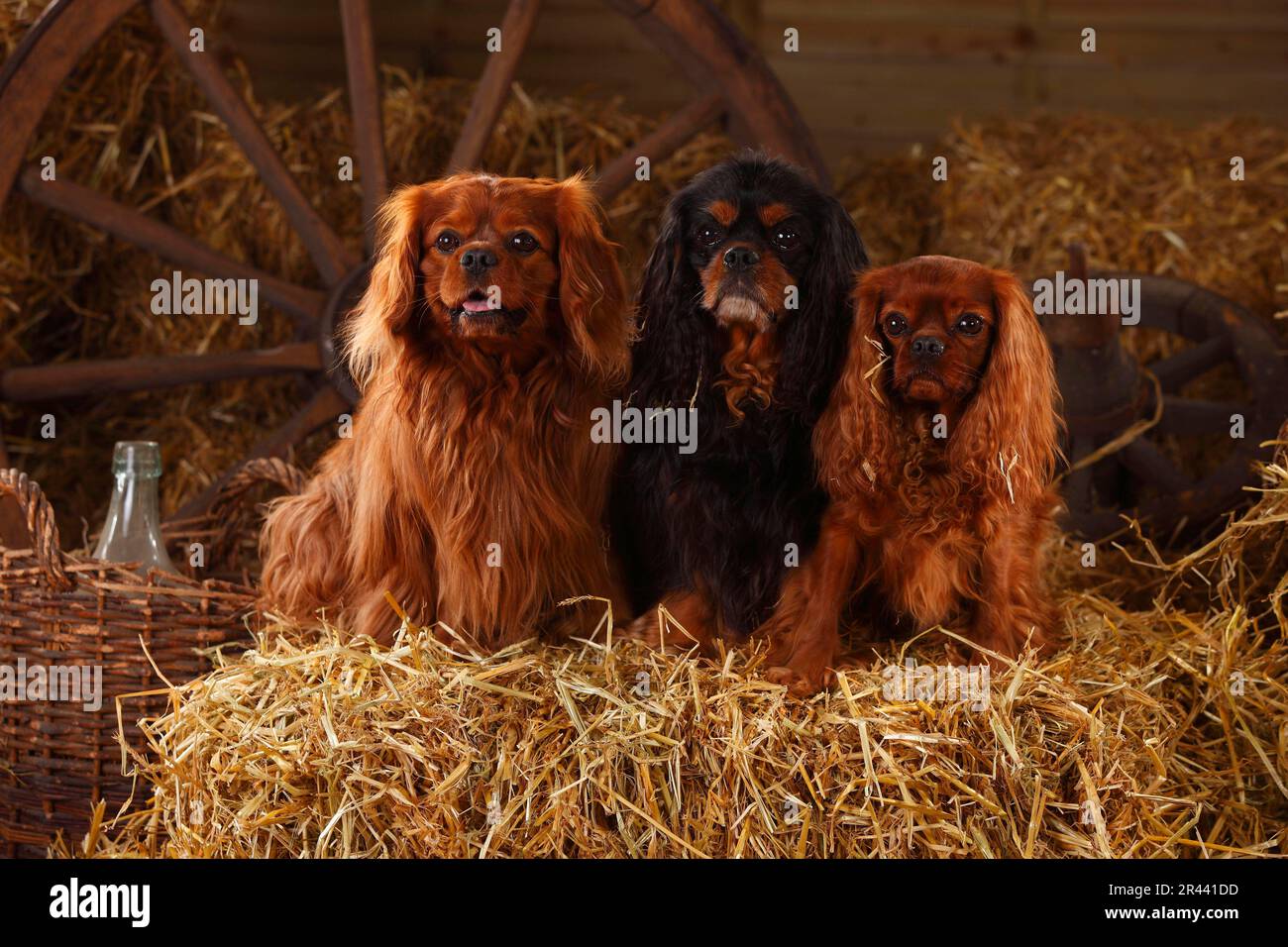 Cavalier King Charles Spaniel, Ruby und neben Stockfoto