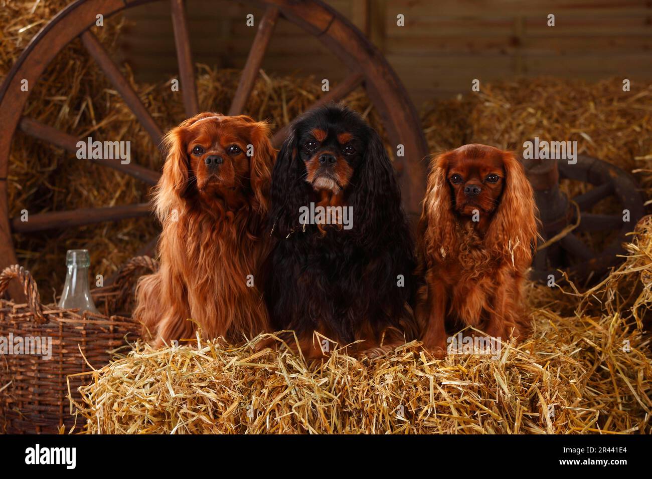 Cavalier King Charles Spaniel, Ruby und neben Stockfoto