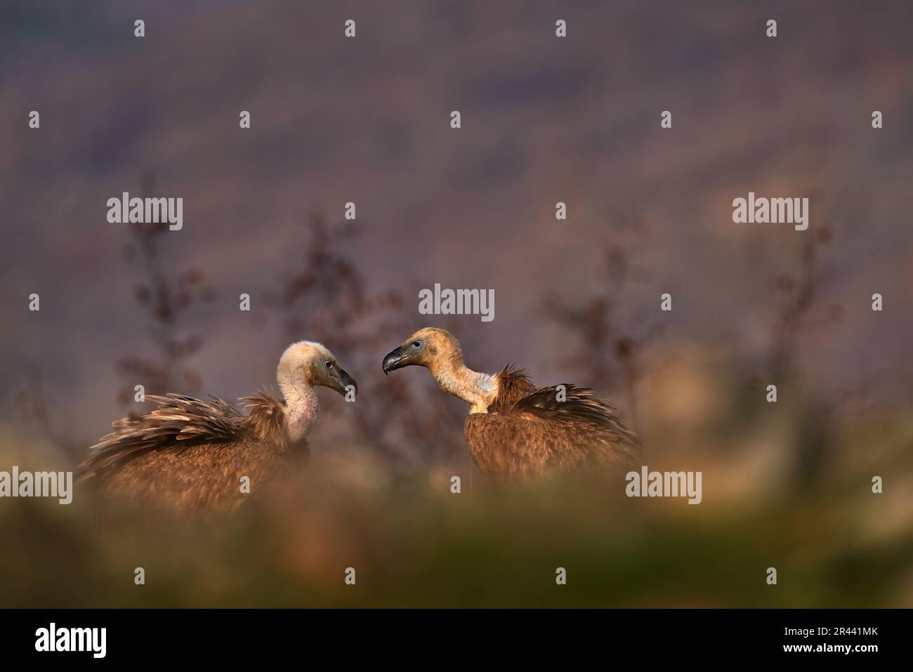 Zwei Bergvogel im Lebensraum. Geier aus der Türkei, Asien. Griffon-Geier im Gras, Wildtiere. Stockfoto