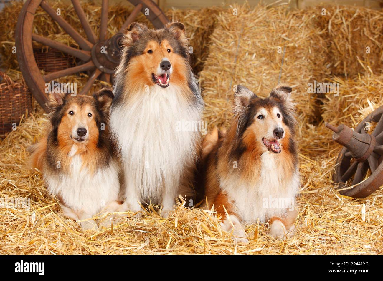 Collies, Schottischer Schäferhund Stockfoto