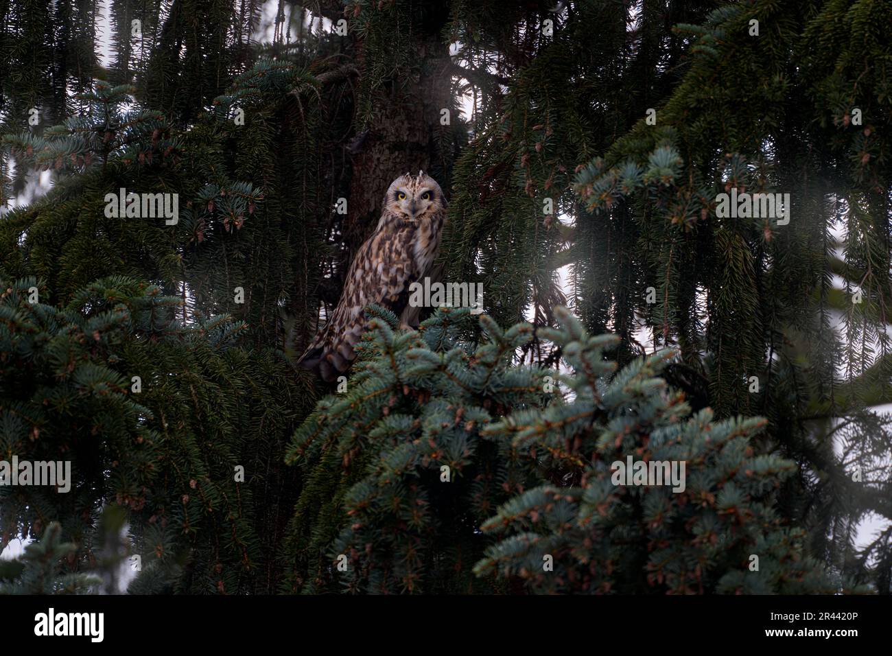 Kurzohrige Eule, ASIO Flammeus, sitzt auf der Fichte. Vogel auf der Fichte. Tier im Lebensraum. Tagsüber Eule im Habitat. Wildtiere nicht Stockfoto