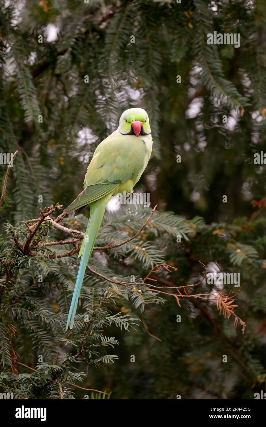 Rosensittich (Psittacula krameri), männlich, Deutschland Stockfoto